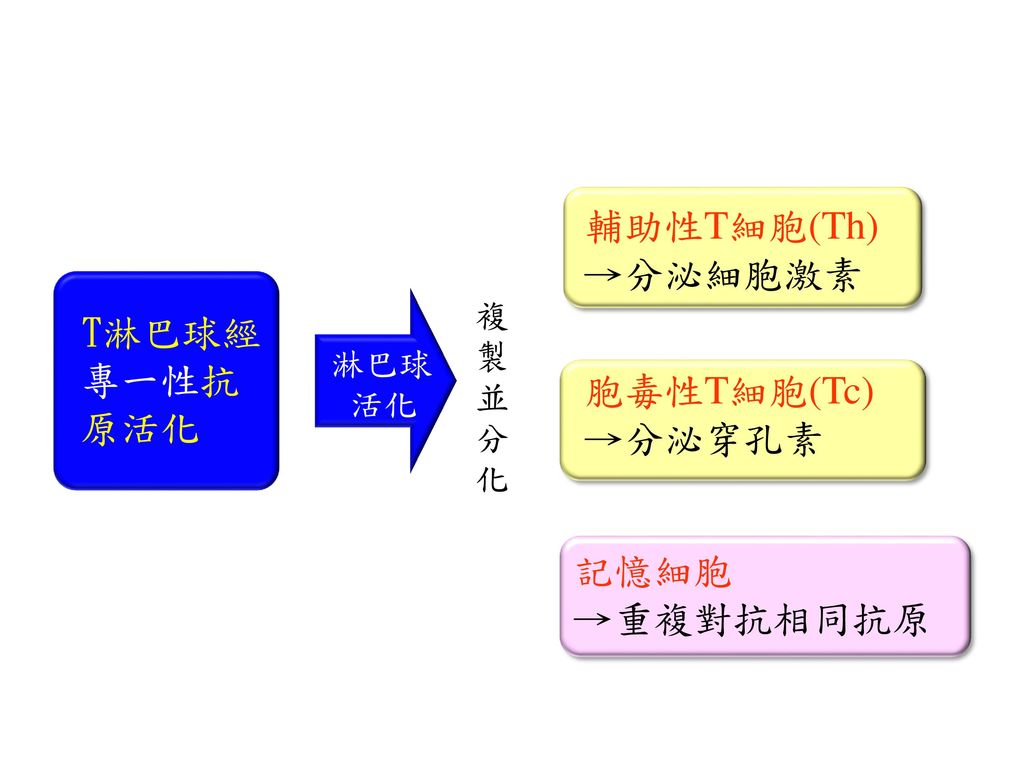 細胞性免疫 さいぼうせいめんえき Japanese English Dictionary JapaneseClass jp